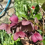 Mas Tulipe De Soie Bed & Breakfast