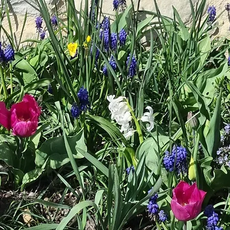 B&B Mas Tulipe De Soie