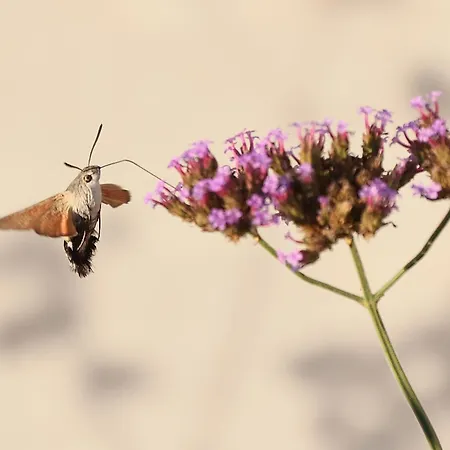 Couette-café Mas Tulipe De Soie Bevons