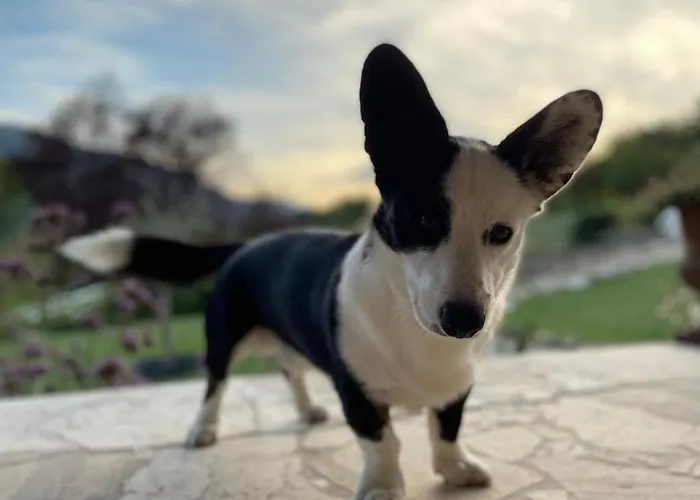 Mas Tulipe De Soie Couette-café 3*