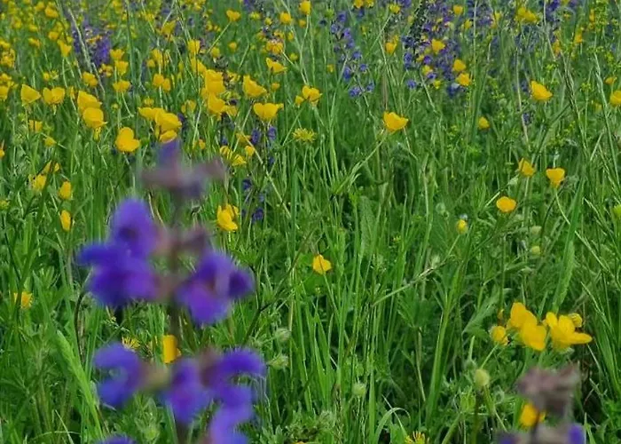 Couette-café Mas Tulipe De Soie