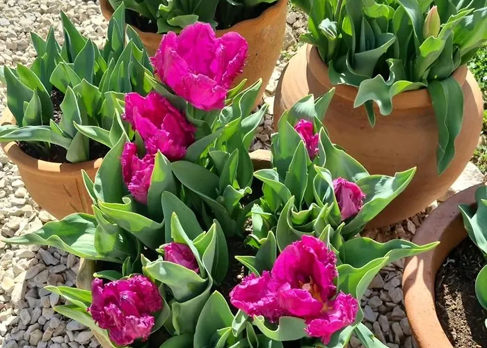 Mas Tulipe De Soie 3* Bevons