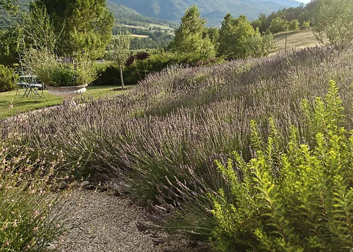 Couette-café Mas Tulipe De Soie Bevons