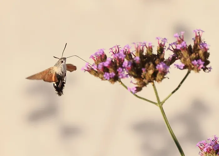Couette-café Mas Tulipe De Soie Bevons