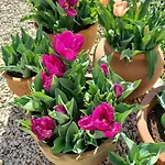 Mas Tulipe De Soie 3* Bevons