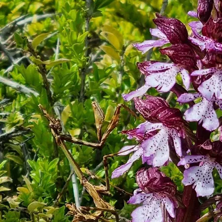 ベッド・アンド・ブレックファスト Mas Tulipe De Soie Bevons