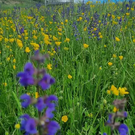 Bed & Breakfast Mas Tulipe De Soie