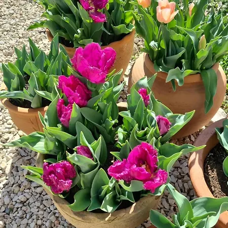 Mas Tulipe De Soie 3* Bevons