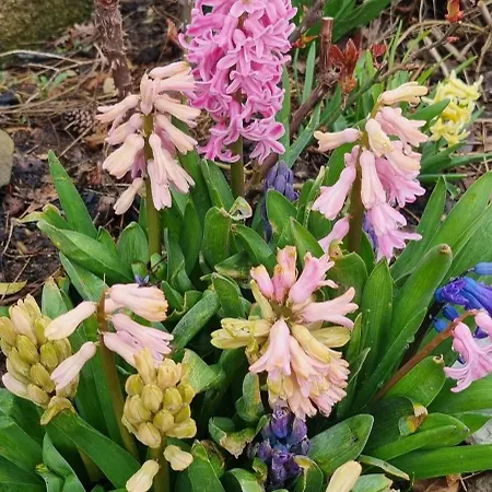 Mas Tulipe De Soie 3* Bevons