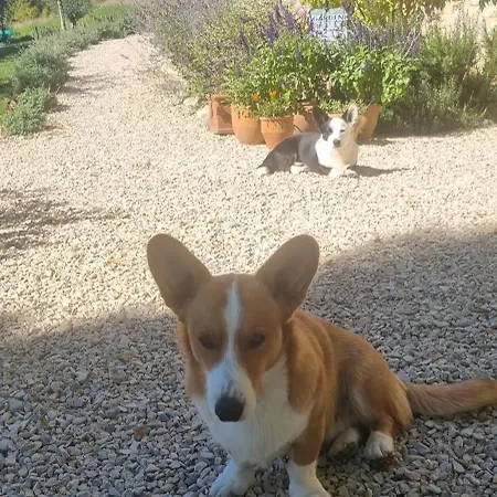 Bed & Breakfast Mas Tulipe De Soie