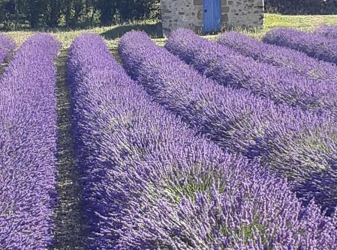 Bed & Breakfast Mas Tulipe De Soie Bevons