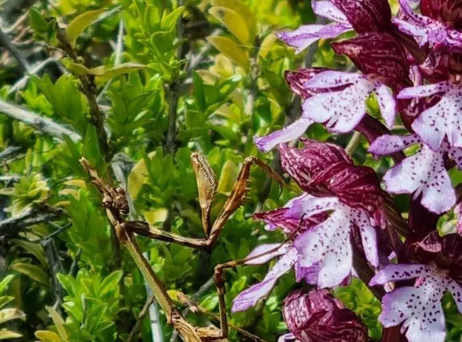 Bed & Breakfast Mas Tulipe De Soie Bevons