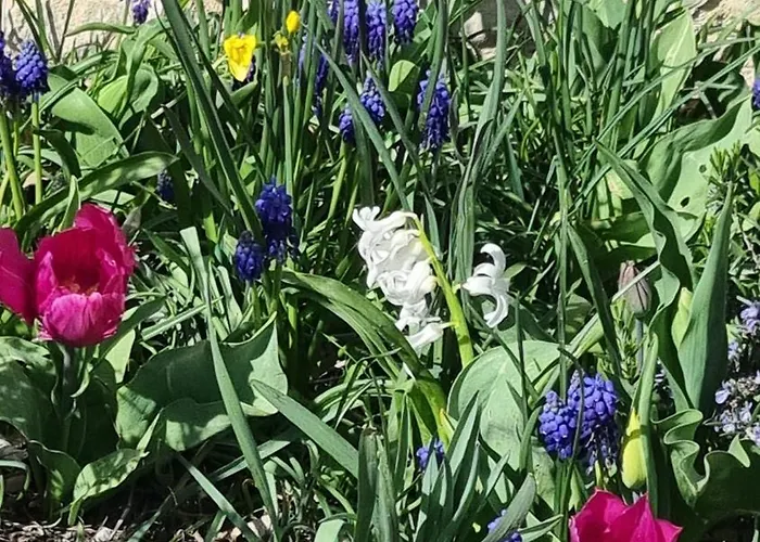 Bed & Breakfast Mas Tulipe De Soie