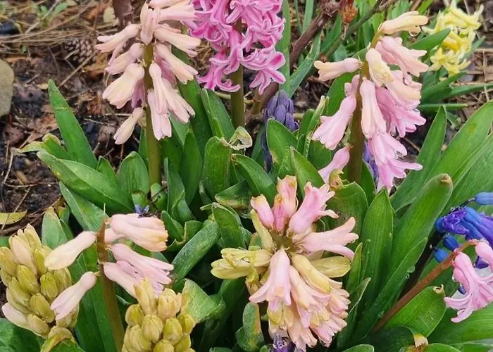 Mas Tulipe De Soie 3* Bevons