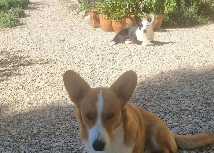 Bed & Breakfast Mas Tulipe De Soie